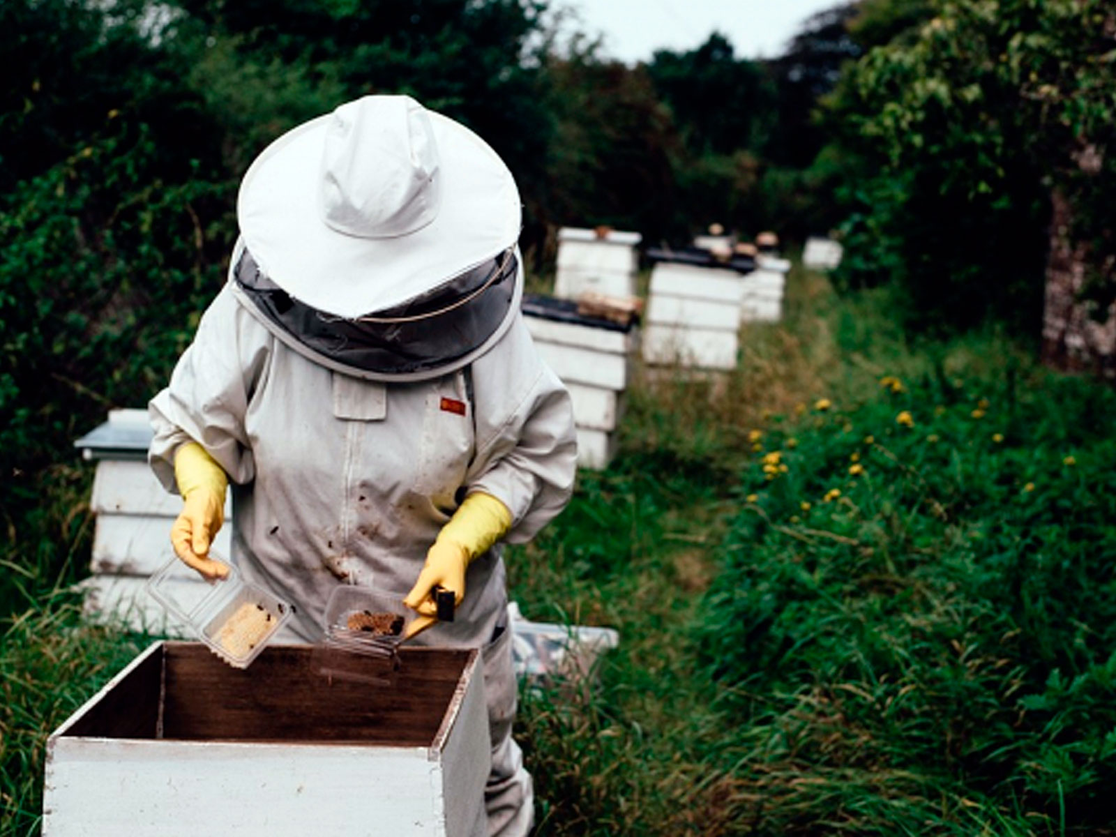 Nuestros apicultores